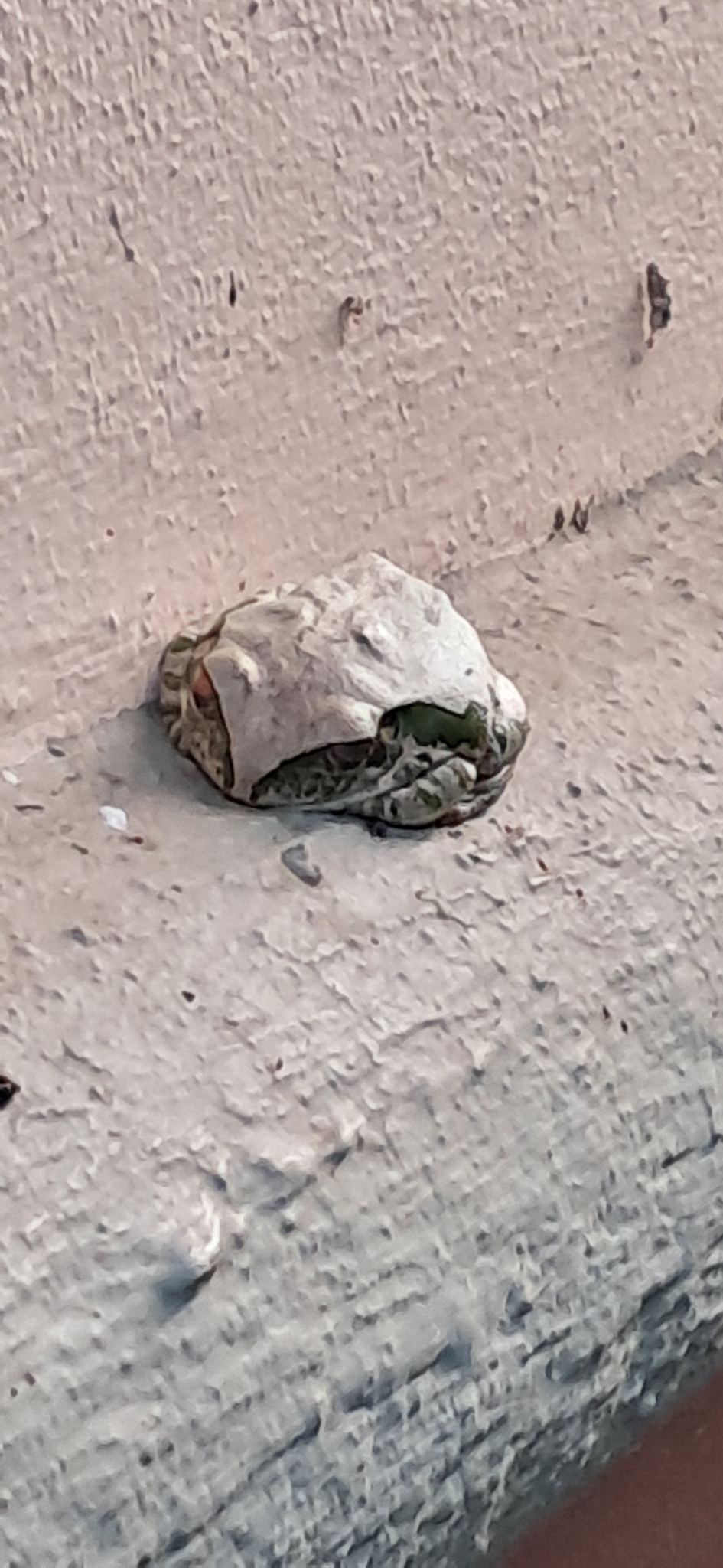 Leptopelis natalensis (Smith, 1849)