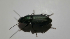 Harpalus distinguendus