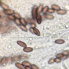 Ascobolus furfuraceus