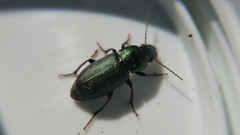 Harpalus distinguendus