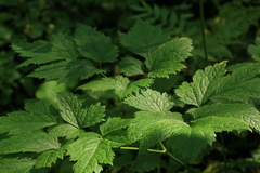 Actaea simplex
