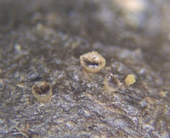 Ascobolus furfuraceus