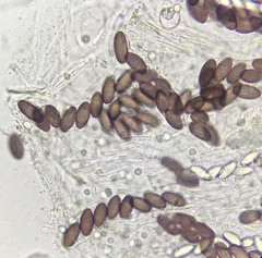 Ascobolus furfuraceus