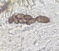 Ascobolus furfuraceus