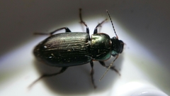 Harpalus distinguendus