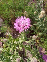 Centaurea polyacantha