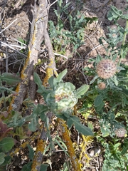 Isocolus lichtensteini