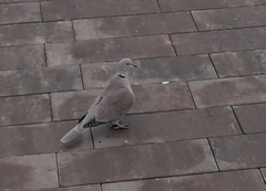 Streptopelia decaocto