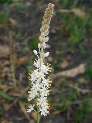 Bulbinella trinervis