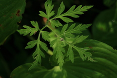 Osmorhiza aristata