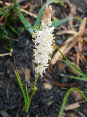 Bulbinella trinervis