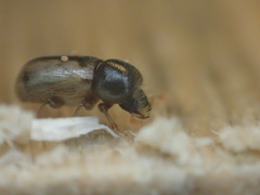 Trypodendron betulae