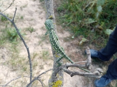 Chamaeleo chamaeleon chamaeleon