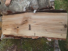 Trypodendron betulae