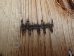 Trypodendron betulae