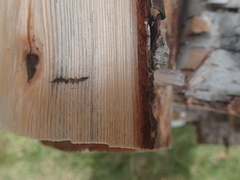 Trypodendron betulae