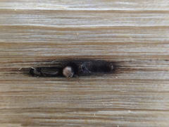 Trypodendron betulae