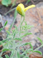 Argyrolobium pachyphyllum