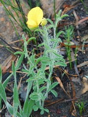 Argyrolobium pachyphyllum