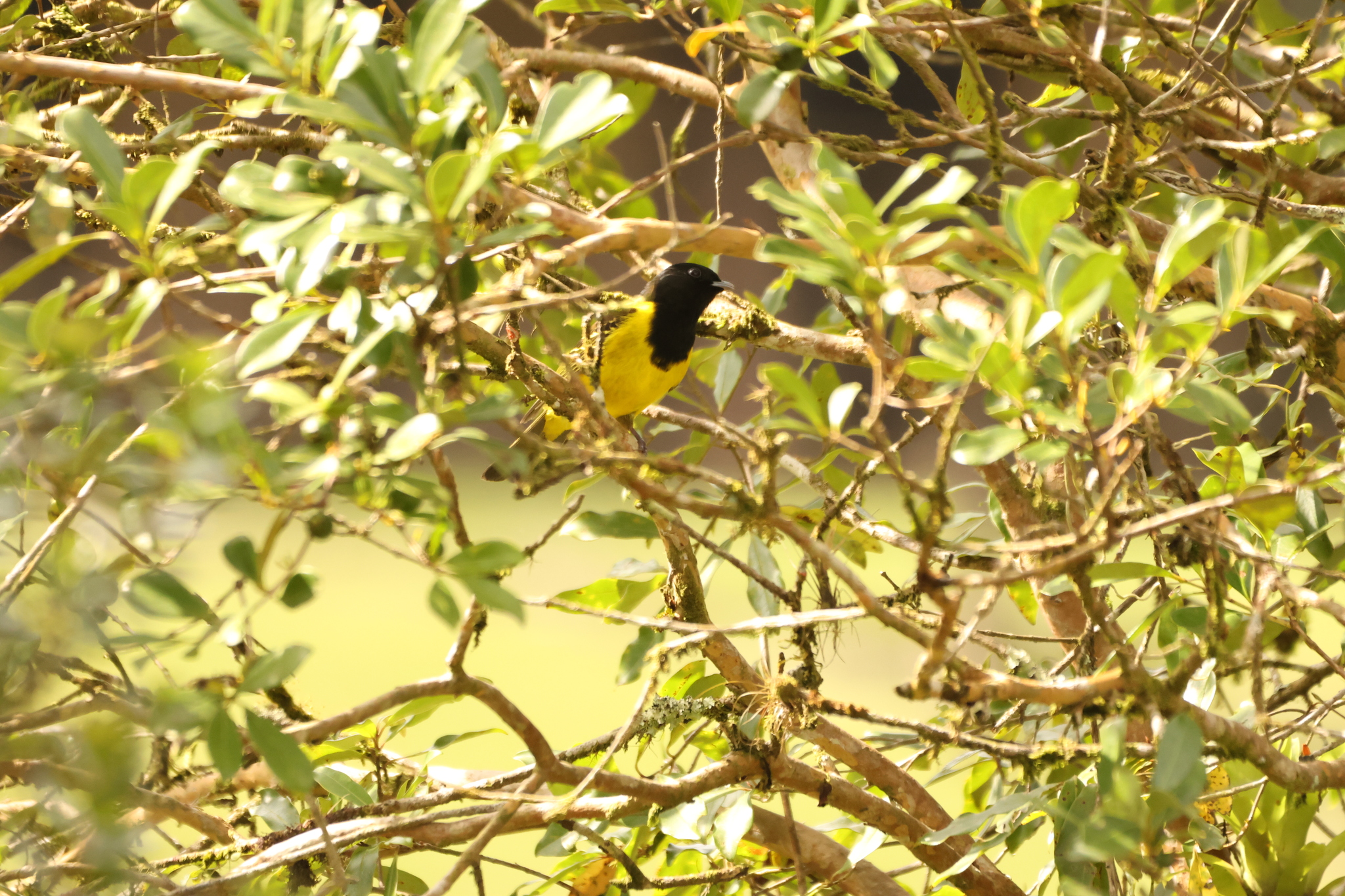 Hooded Berryeater (Carpornis cucullata), photo 4