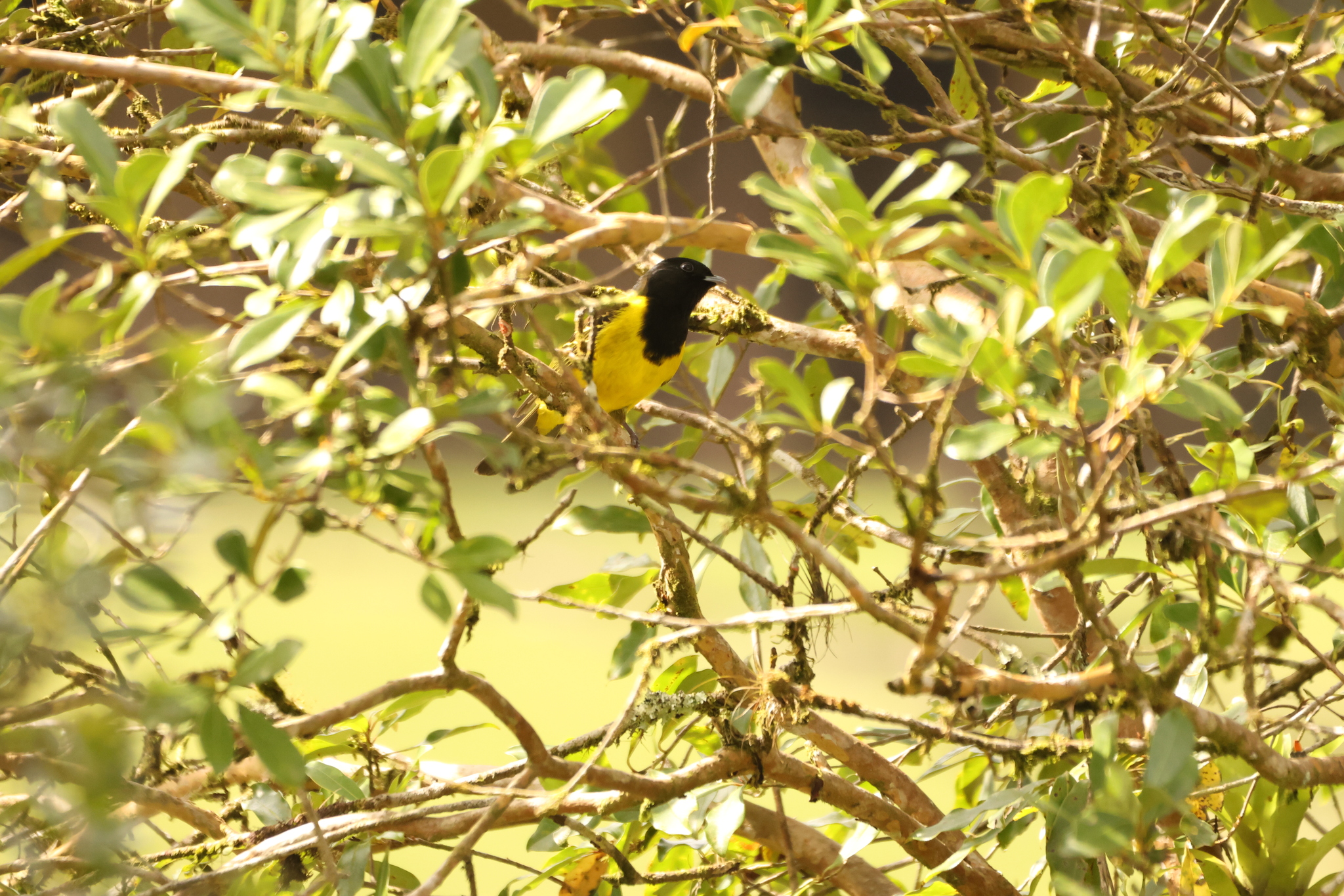 Hooded Berryeater (Carpornis cucullata), photo 7