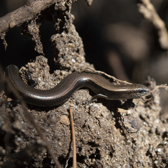 Ablepharus kitaibelii