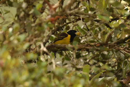 Hooded Berryeater (Carpornis cucullata), photo 3