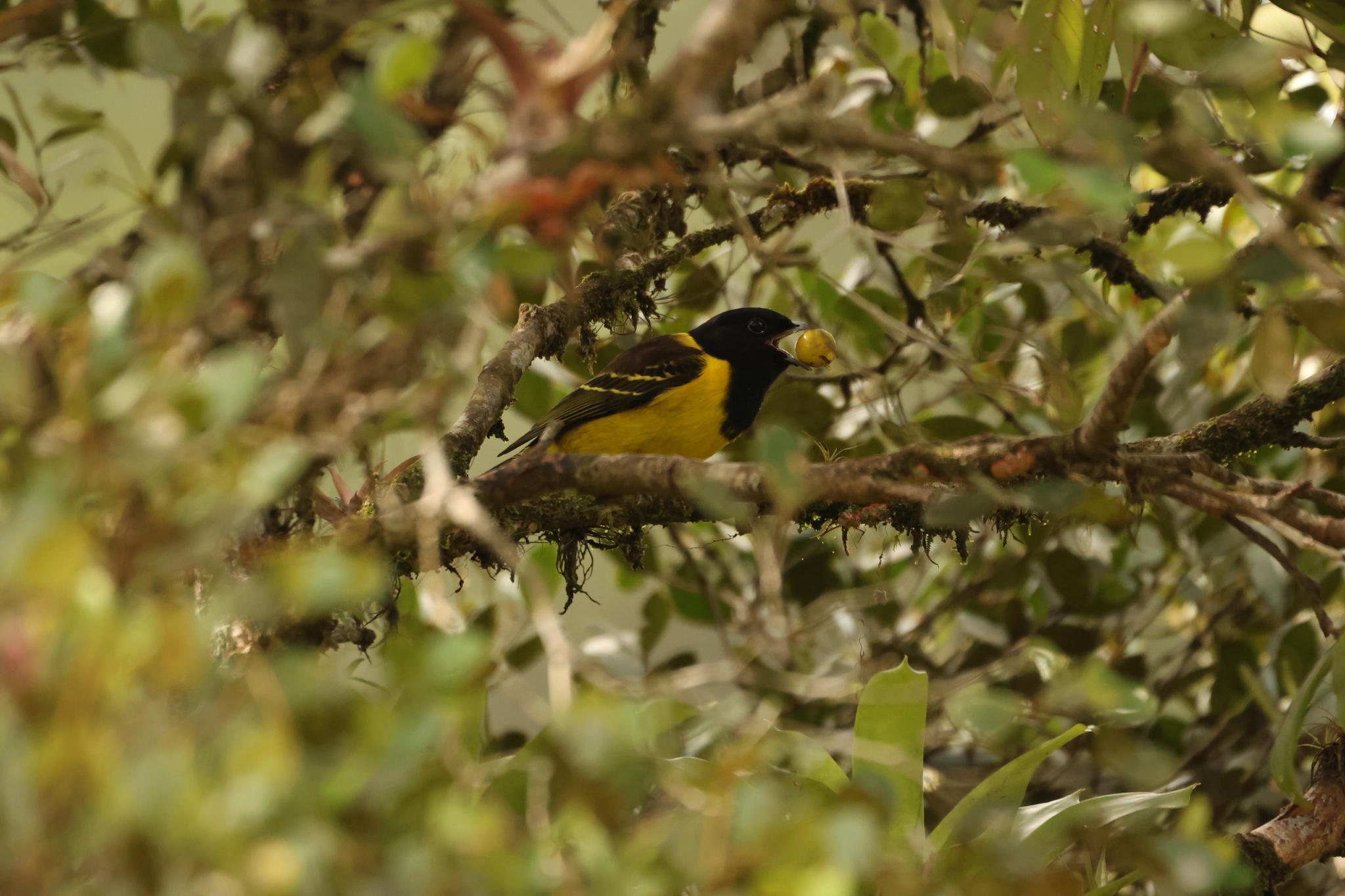 Hooded Berryeater (Carpornis cucullata), photo 3