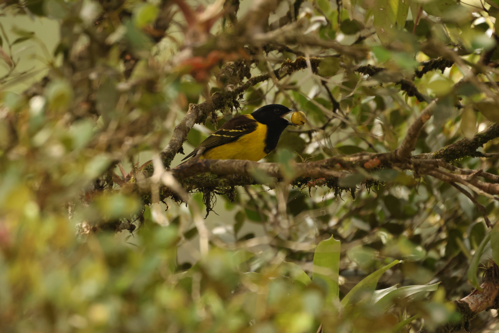 Hooded Berryeater (Carpornis cucullata), photo 8