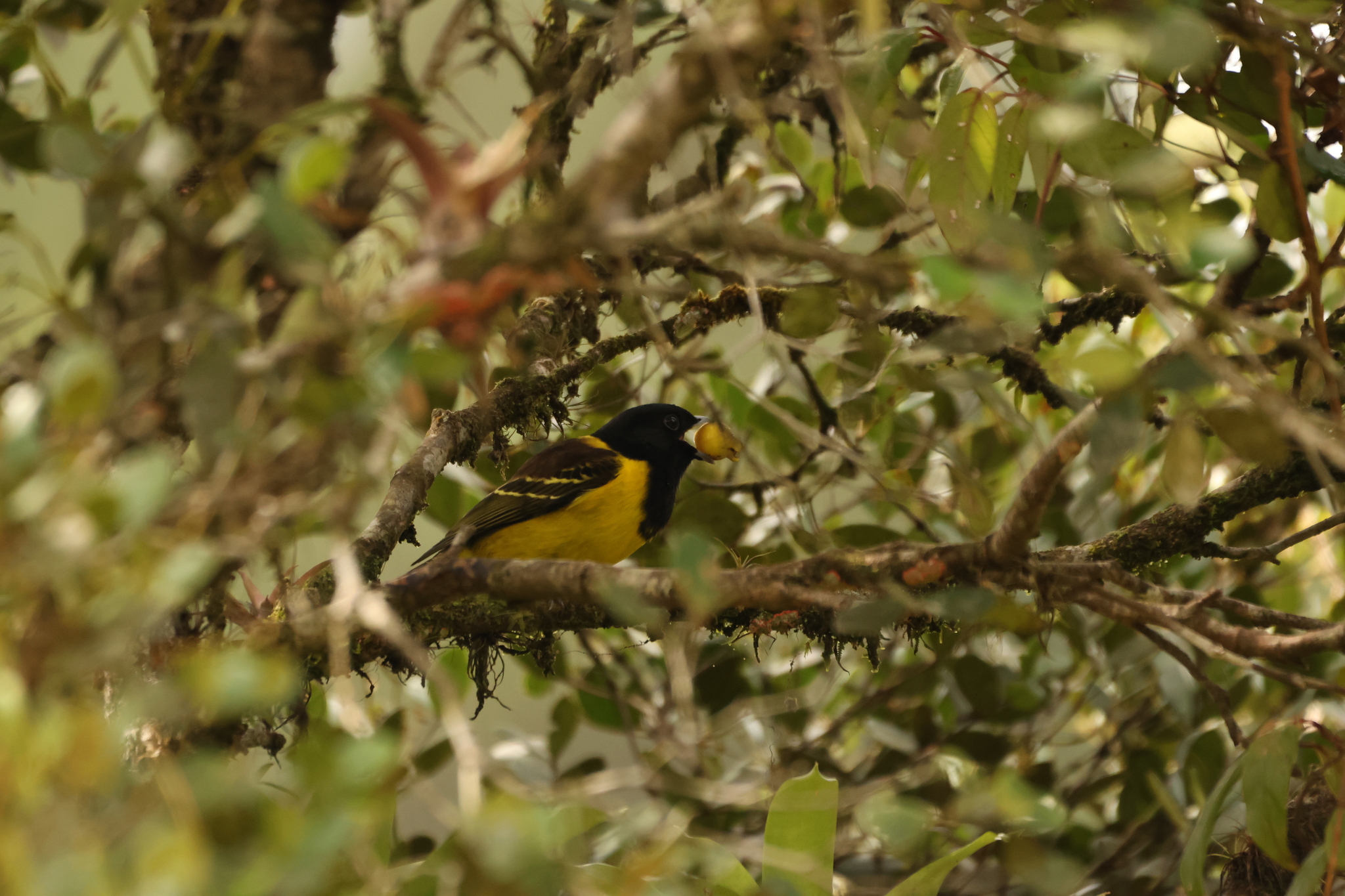 Hooded Berryeater (Carpornis cucullata), photo 6