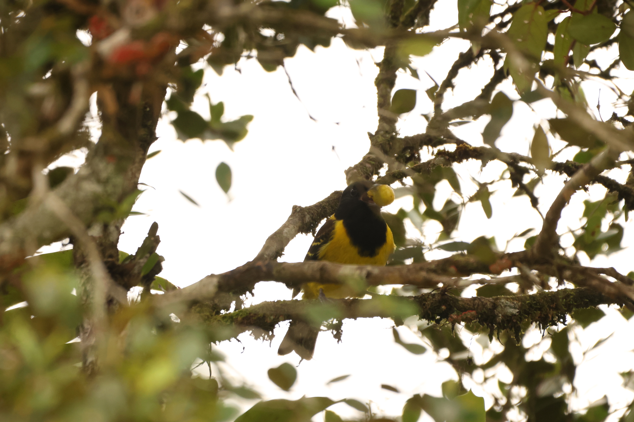 Hooded Berryeater (Carpornis cucullata), photo 5