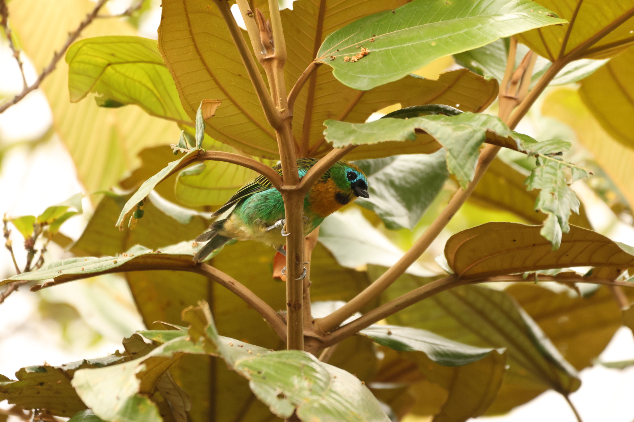 Brassy-breasted Tanager (Tangara desmaresti), photo 4