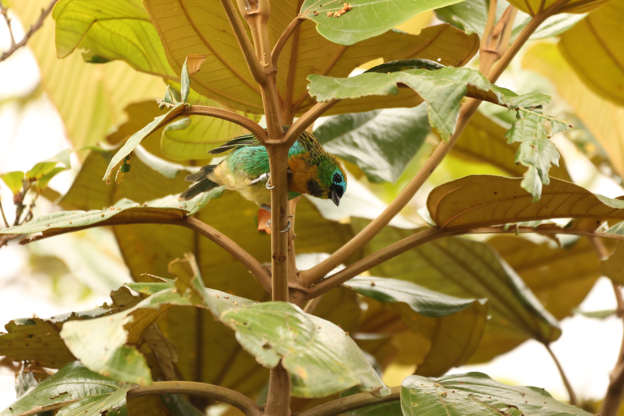 Brassy-breasted Tanager (Tangara desmaresti), photo 5