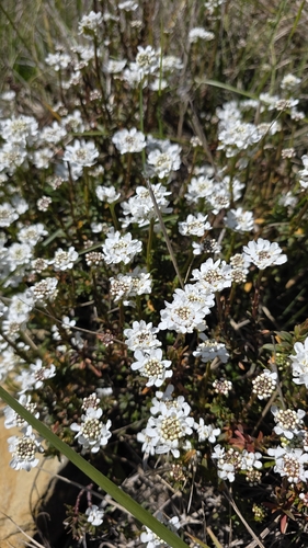 Perennial Candytuft (Iberis sempervirens)