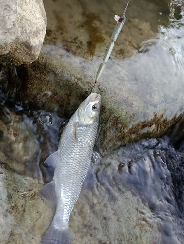 Squalius squalus