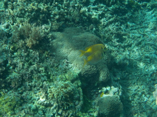 Doublebar Rabbitfish (Siganus virgatus)