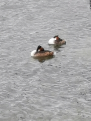Podiceps cristatus