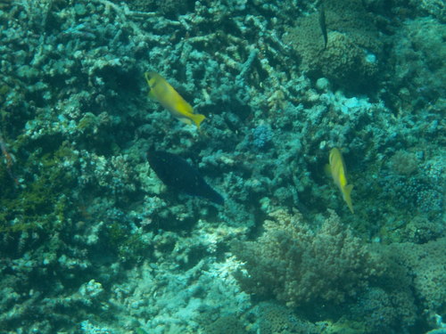 Doublebar Rabbitfish (Siganus virgatus)