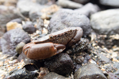 Epixanthus frontalis