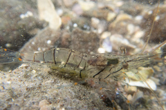 Palaemon pacificus