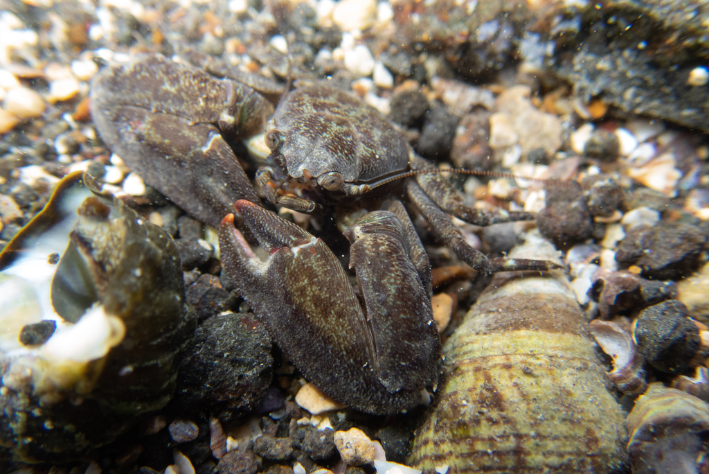 Armed Porcelain Crab