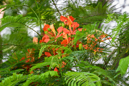 Delonix regia in life