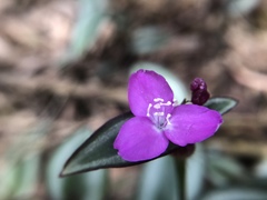 Tradescantia zebrina zebrina