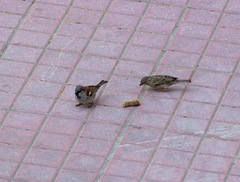 Passer domesticus