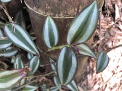 Tradescantia zebrina zebrina