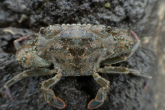 Thalamitinae
