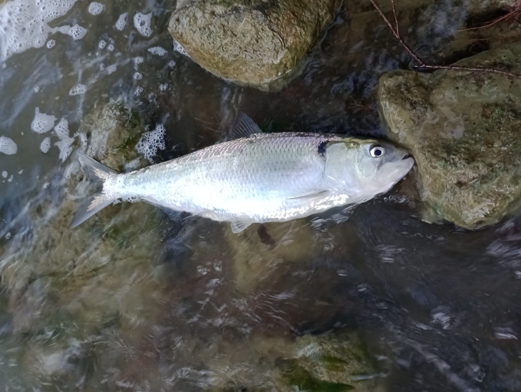 Twaite shad (Alosa fallax) — Clupeidae