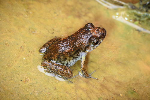 Greenhouse Frog, photo 4 of 10