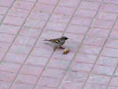 Passer domesticus