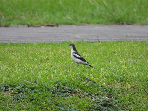 Pied Triller (Lalage nigra), photo 7